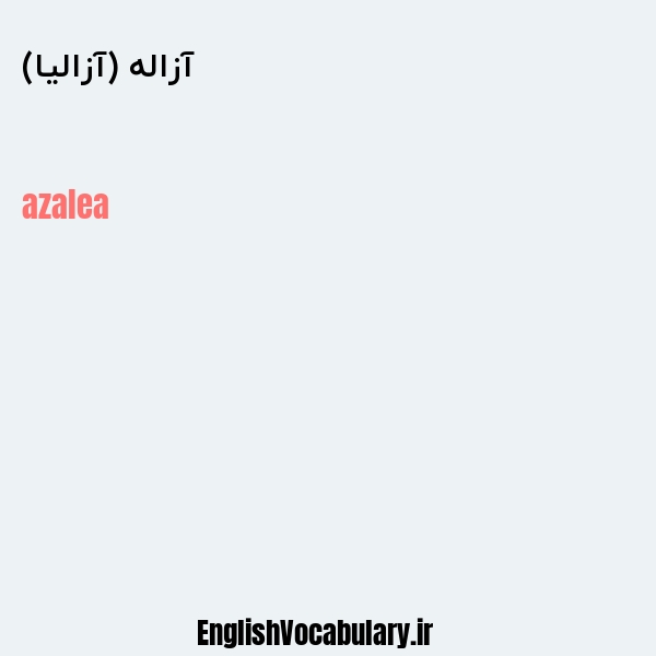 آزاله (آزالیا) به انگلیسی