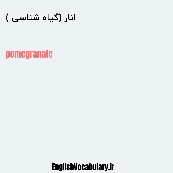 انار (گیاه شناسی ) به انگلیسی